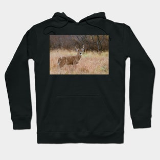 Which way did she go? - White-tailed Buck Hoodie